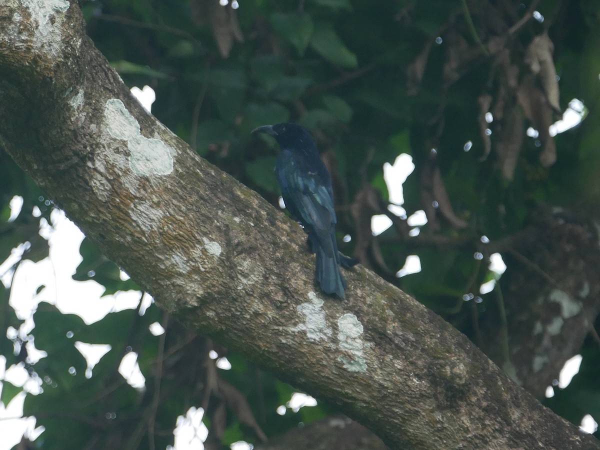 Hair-crested Drongo - ML267712501
