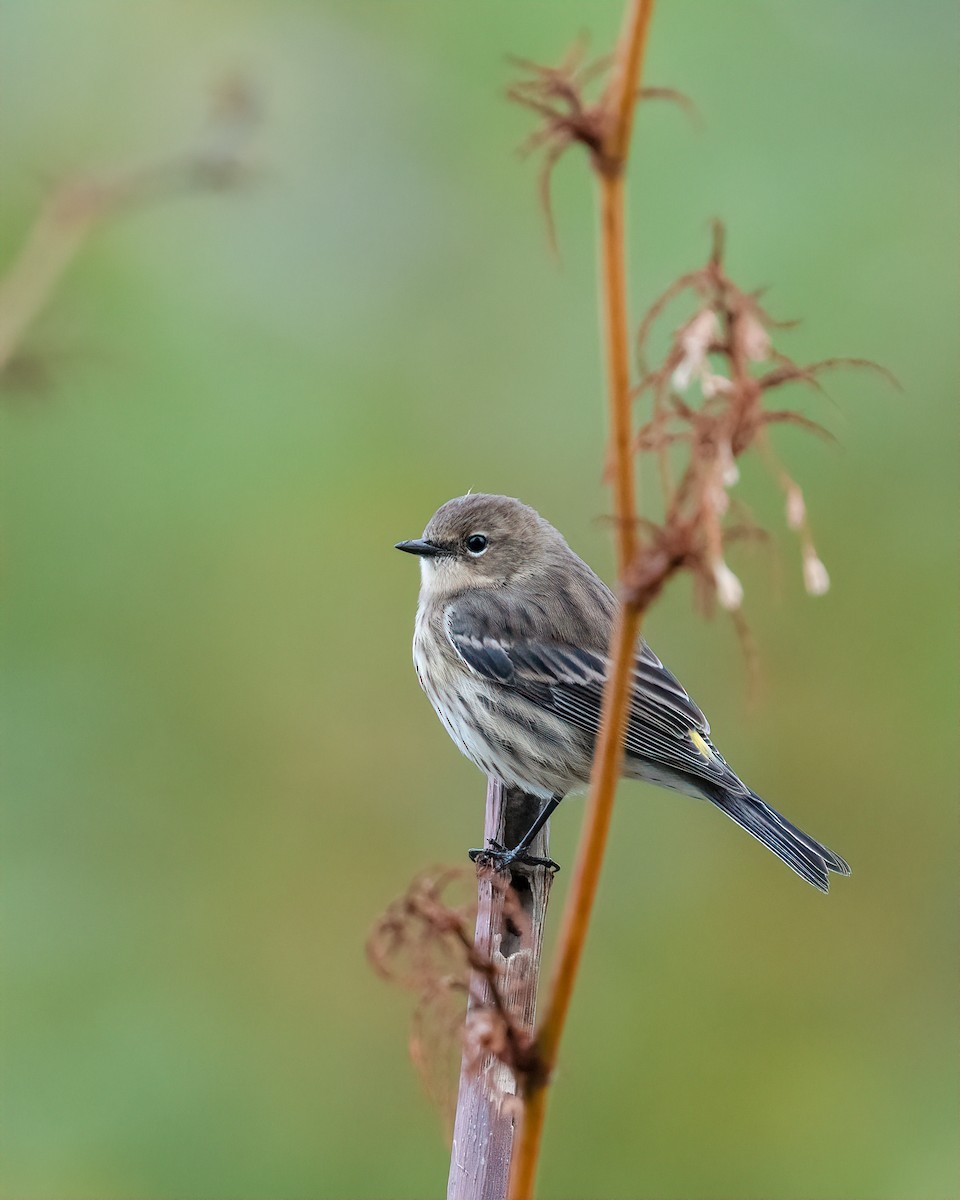 Yellow-rumped Warbler - ML267715171