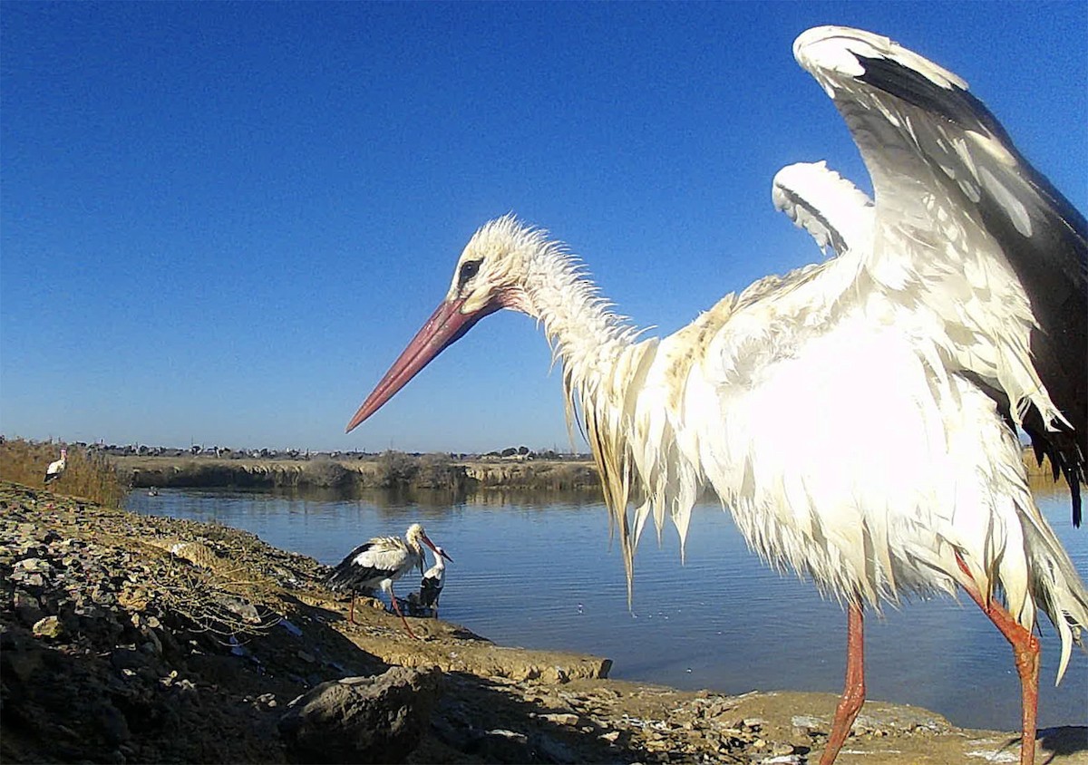 Cigogne blanche - ML267715641