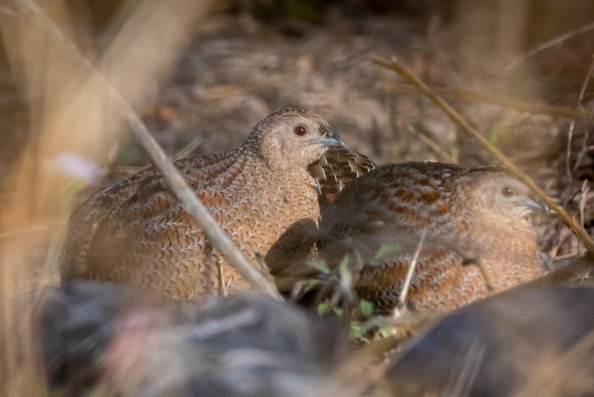 Brown Quail - ML267717041