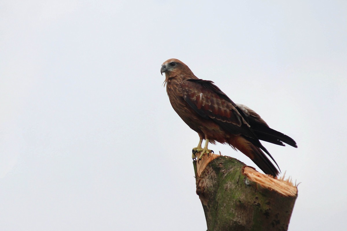 Brahminy Kite - ML267717181