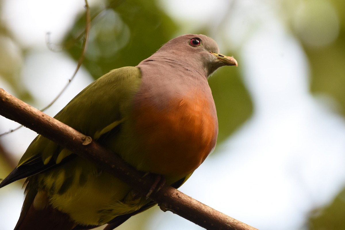 Pink-necked Green-Pigeon - ML267717651