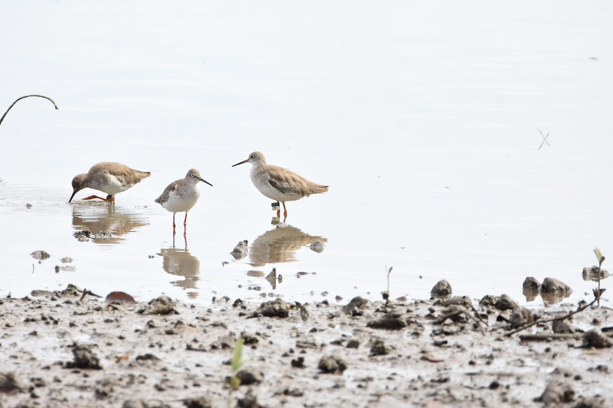 Common Redshank - Ning Ginn Teo