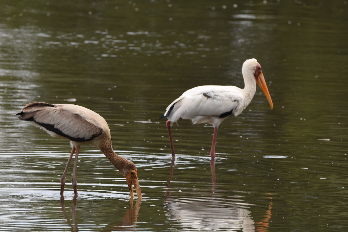 Painted Stork - ML267718601