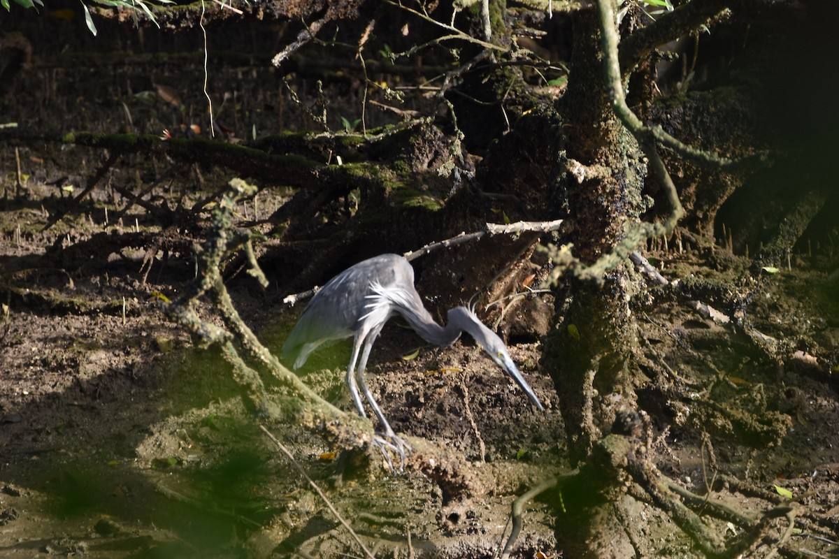 Great-billed Heron - ML267718691