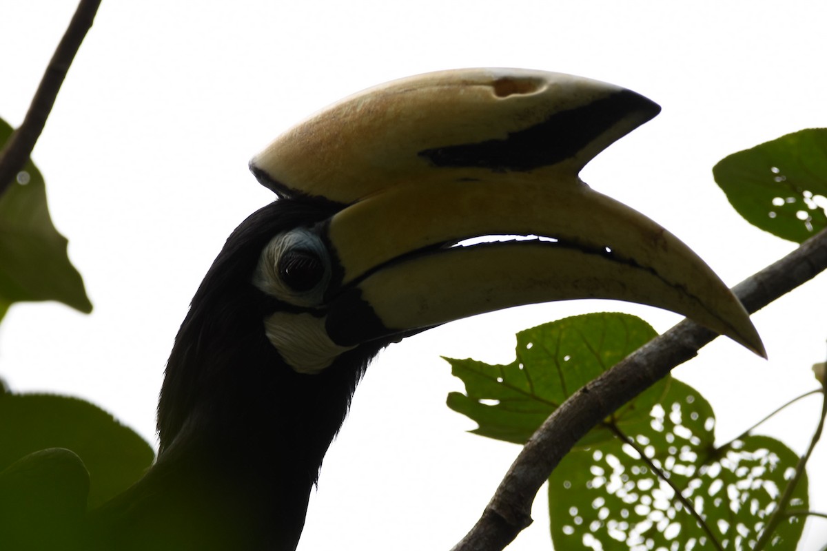 Oriental Pied-Hornbill - ML267718871