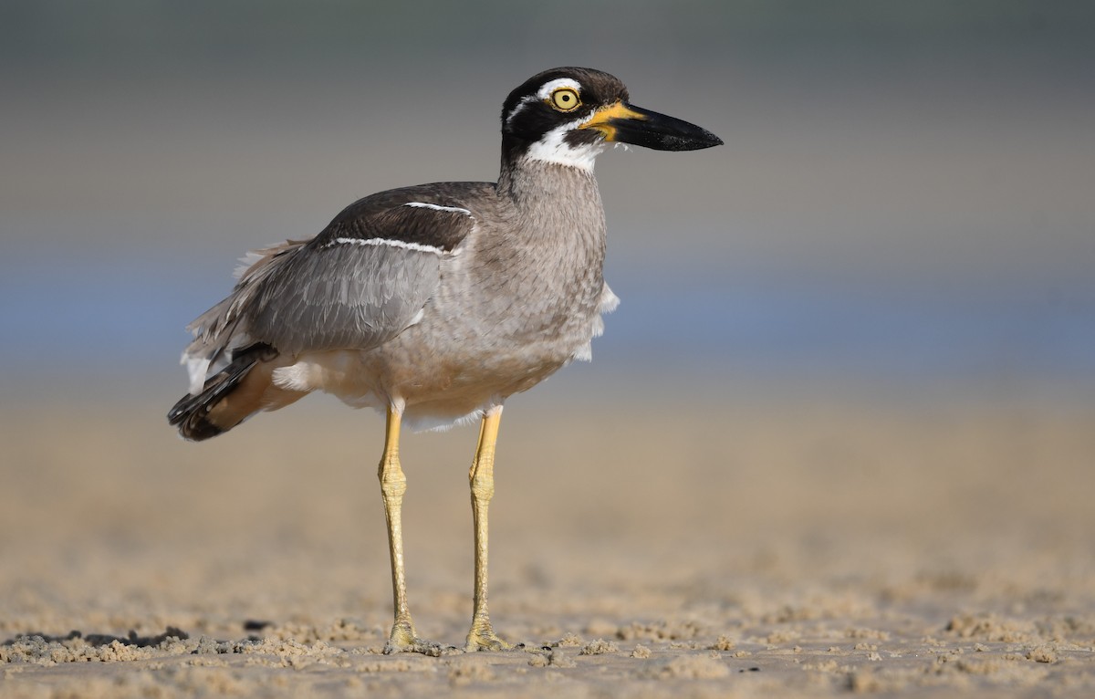 Beach Thick-knee - Nik Mulconray