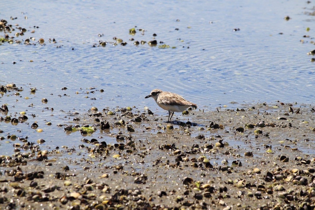 Red-breasted Dotterel - ML267719011