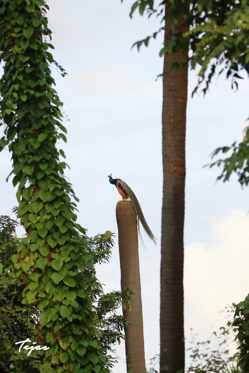 Indian Peafowl - ML267720311