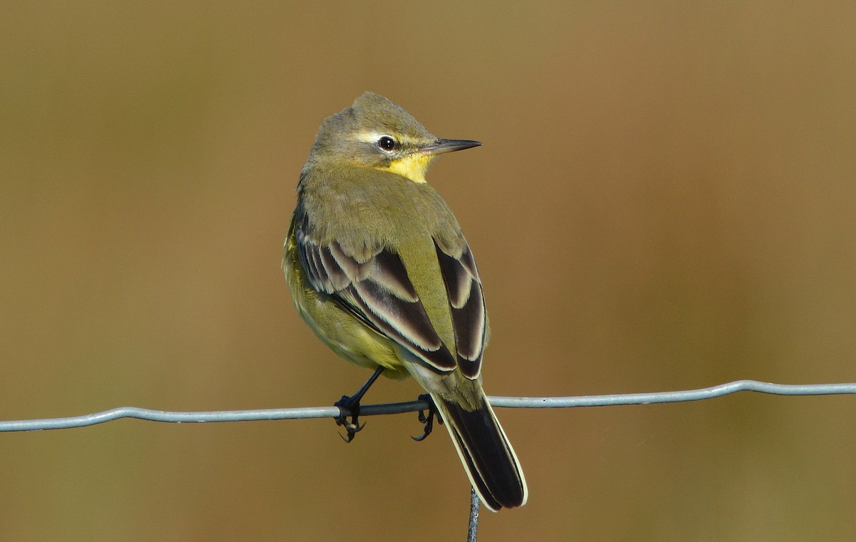 Western Yellow Wagtail (flava) - Álvaro García Martín