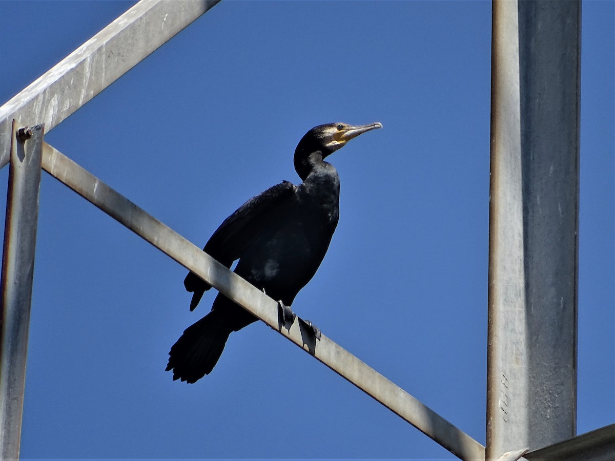 Great Cormorant - ML267724011