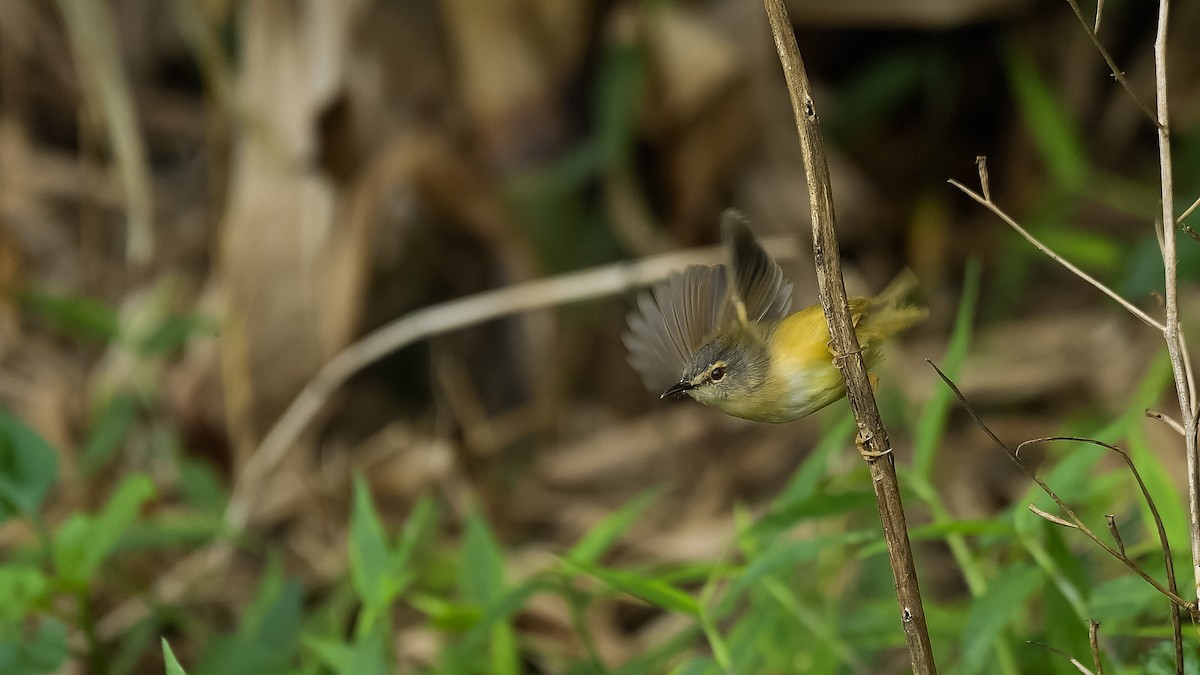 Yellow-bellied Prinia - ML267724131