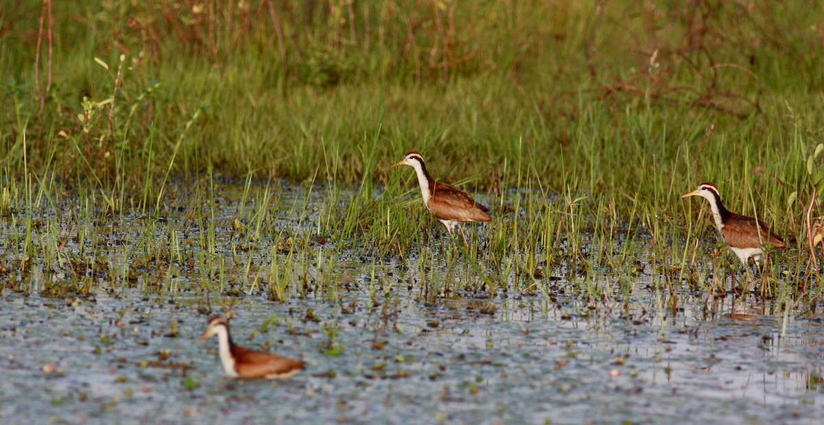 Wattled Jacana (Chestnut-backed) - Jay McGowan