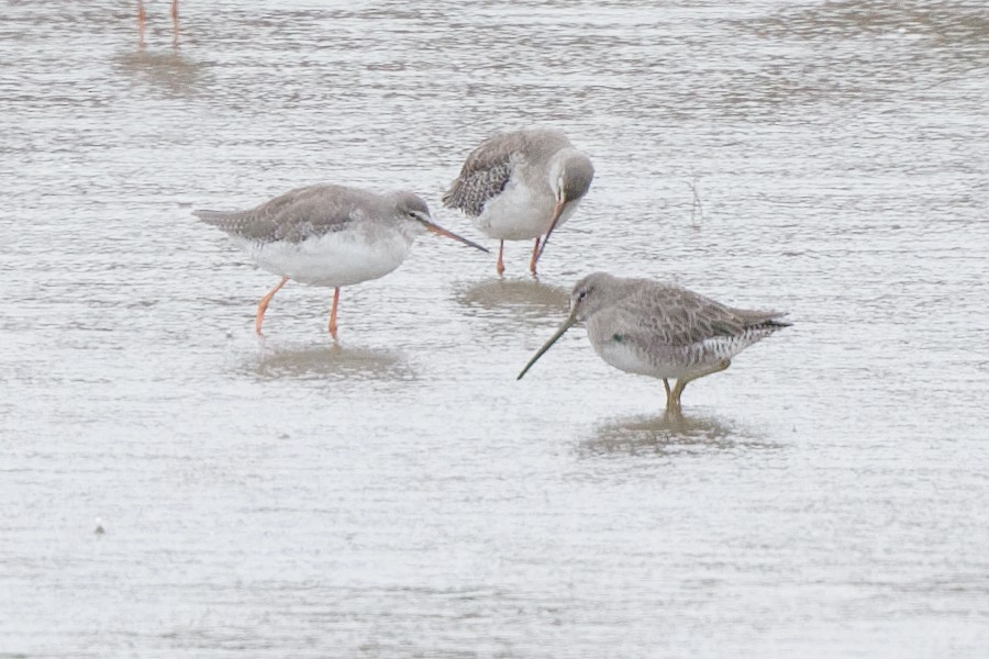 Long-billed Dowitcher - ML267725081