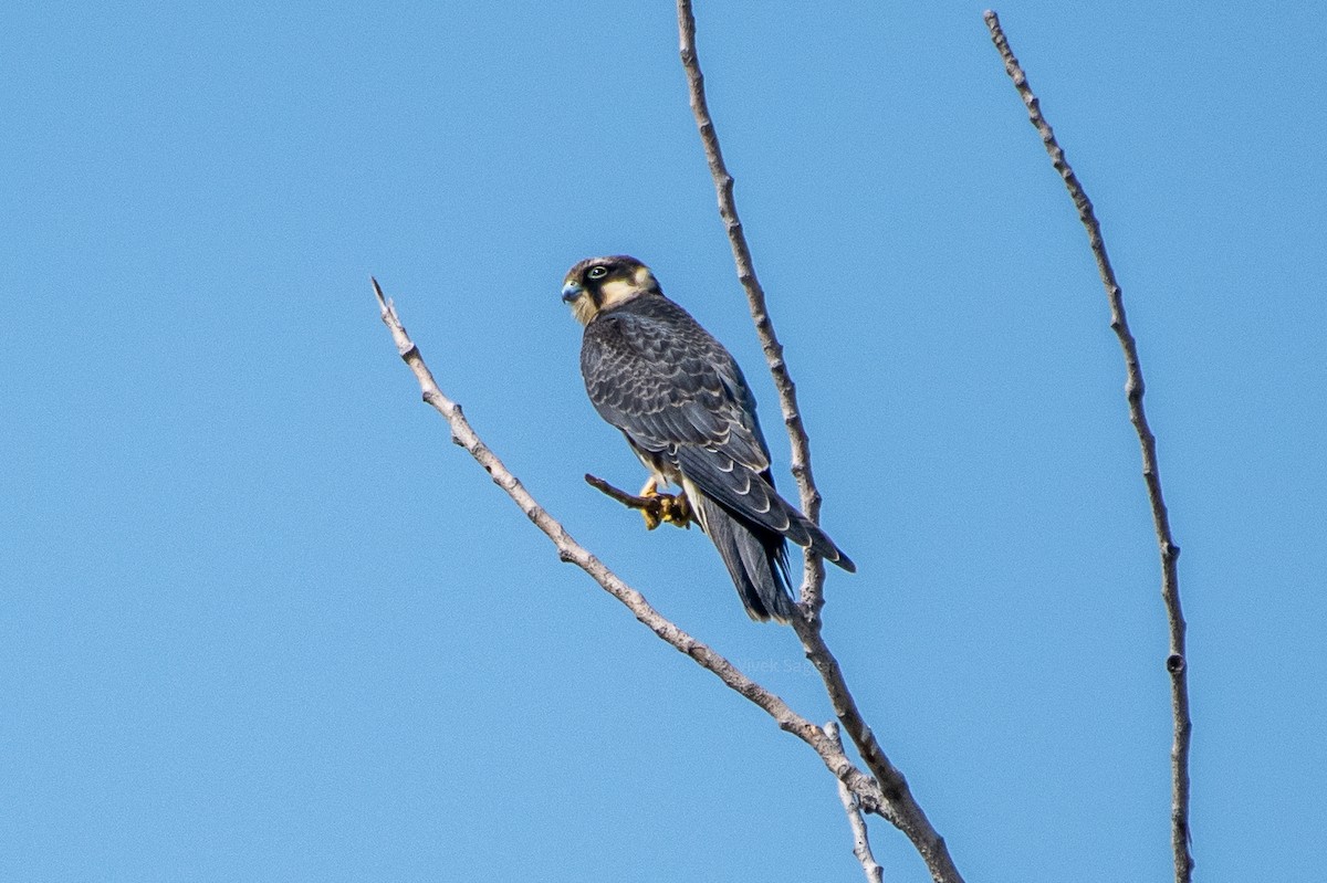 Eurasian Hobby - ML267725791