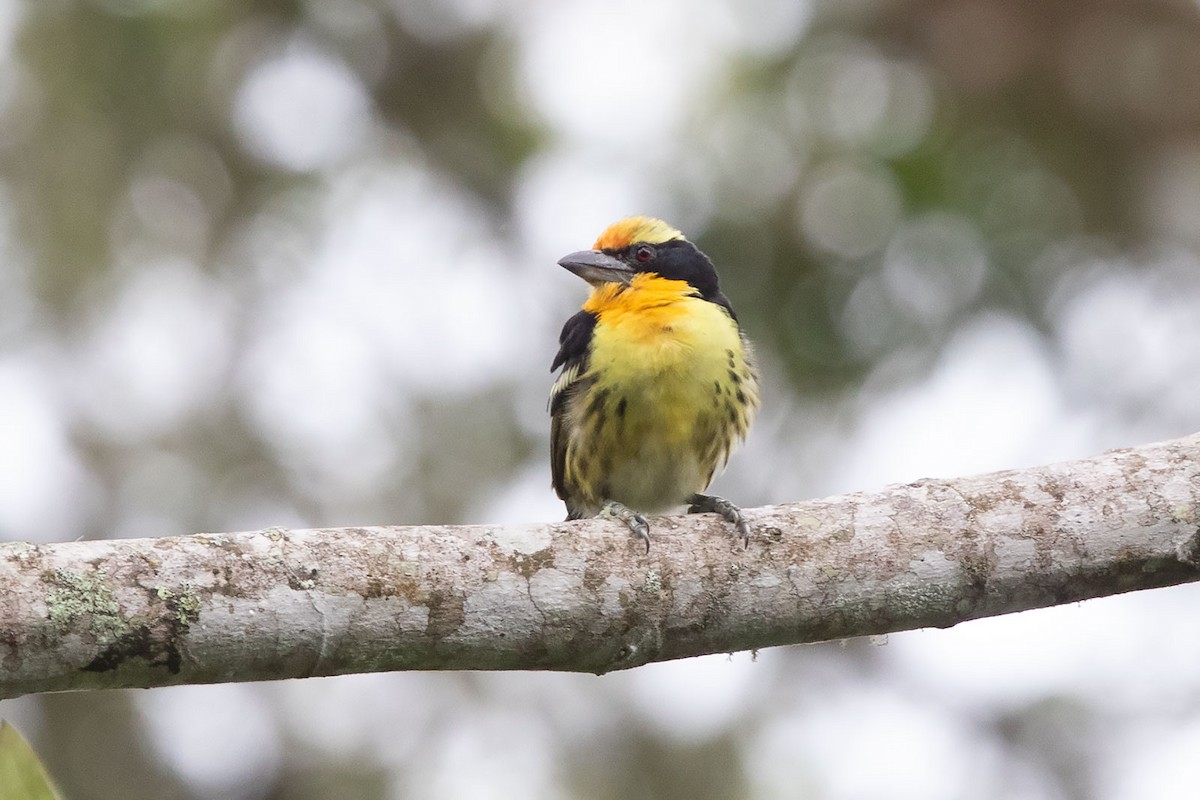 Gilded Barbet - Arthur Grosset