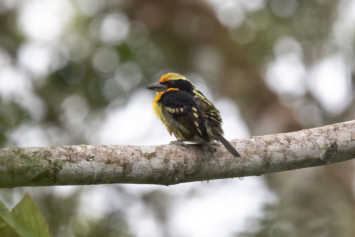 Gilded Barbet - Arthur Grosset