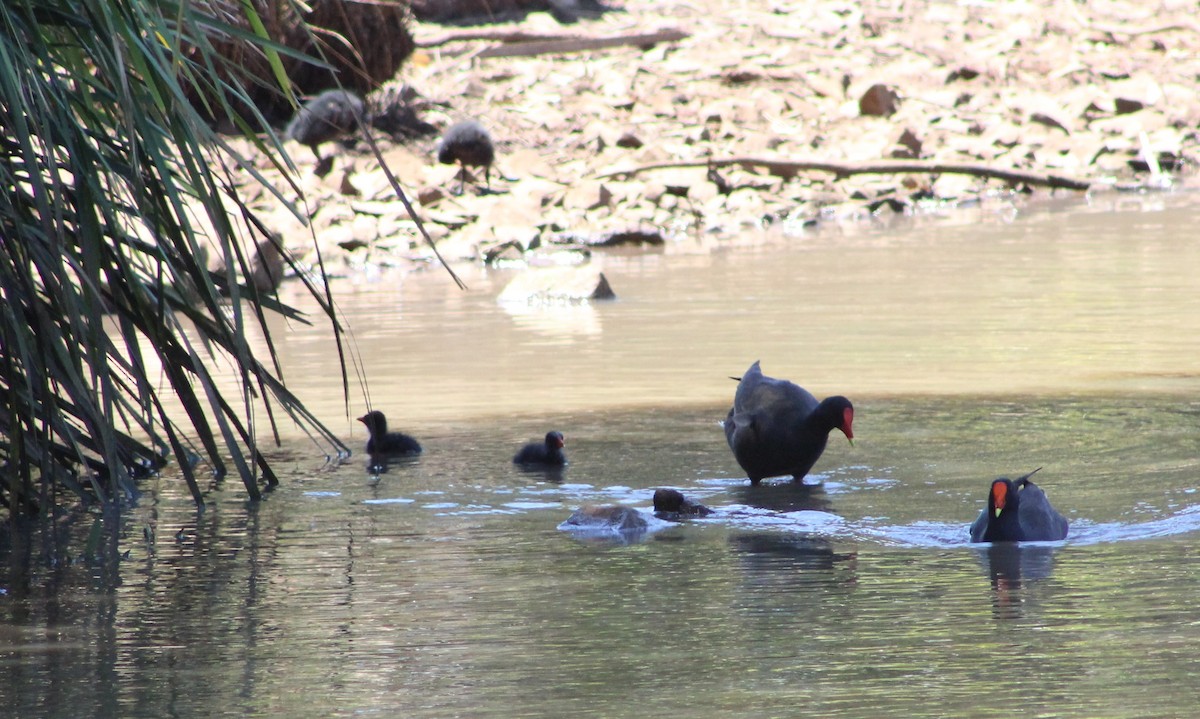 Australasian Swamphen - Claire Anderson