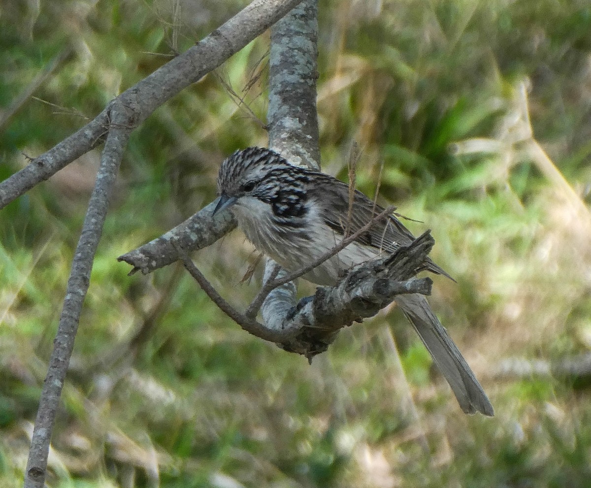 Striped Honeyeater - ML267727691