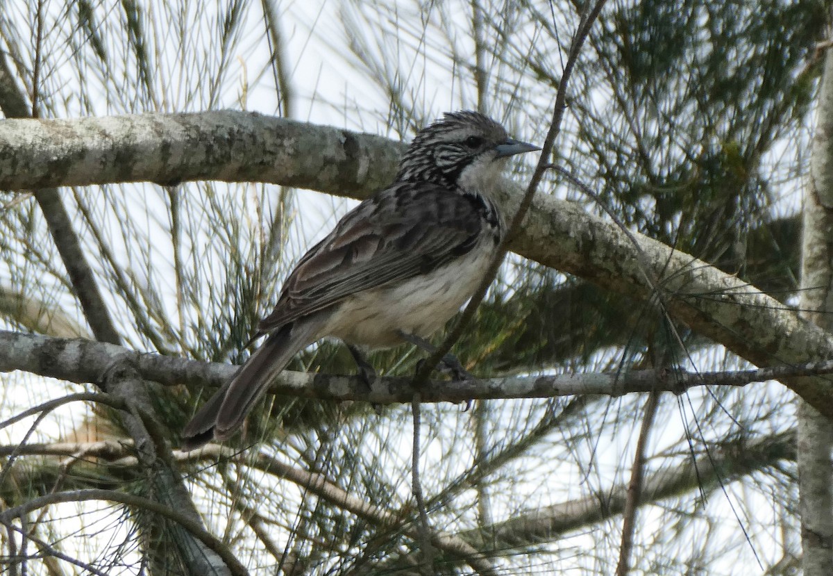 Striped Honeyeater - ML267727701