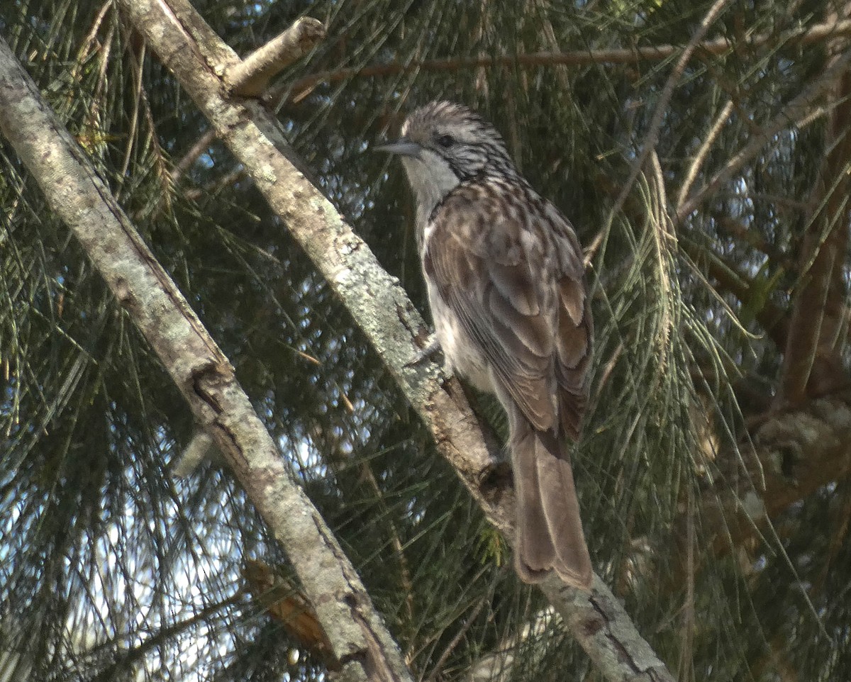 Striped Honeyeater - ML267727711