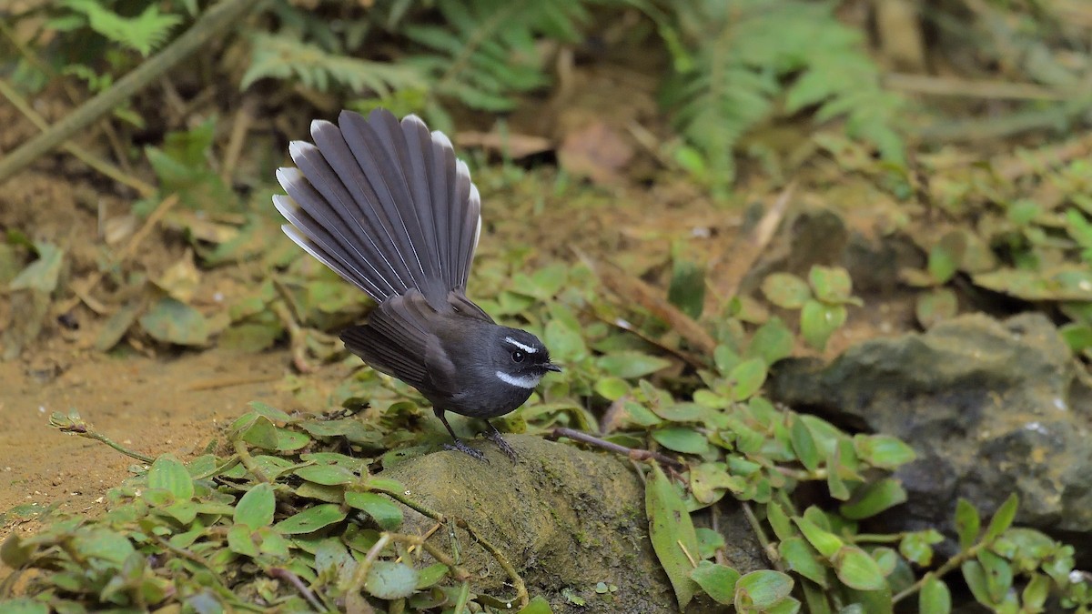 White-throated Fantail - xiwen CHEN