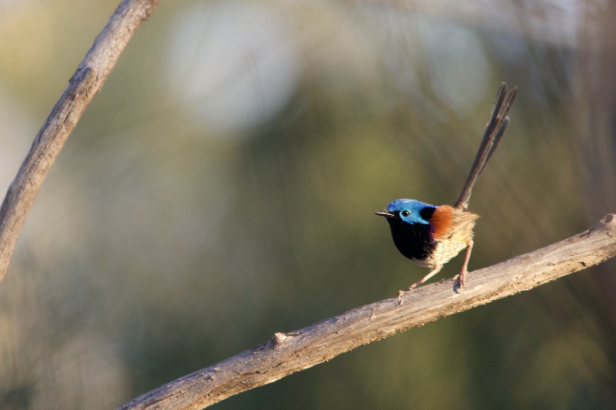 Variegated Fairywren - Ronan Mann Betanzos