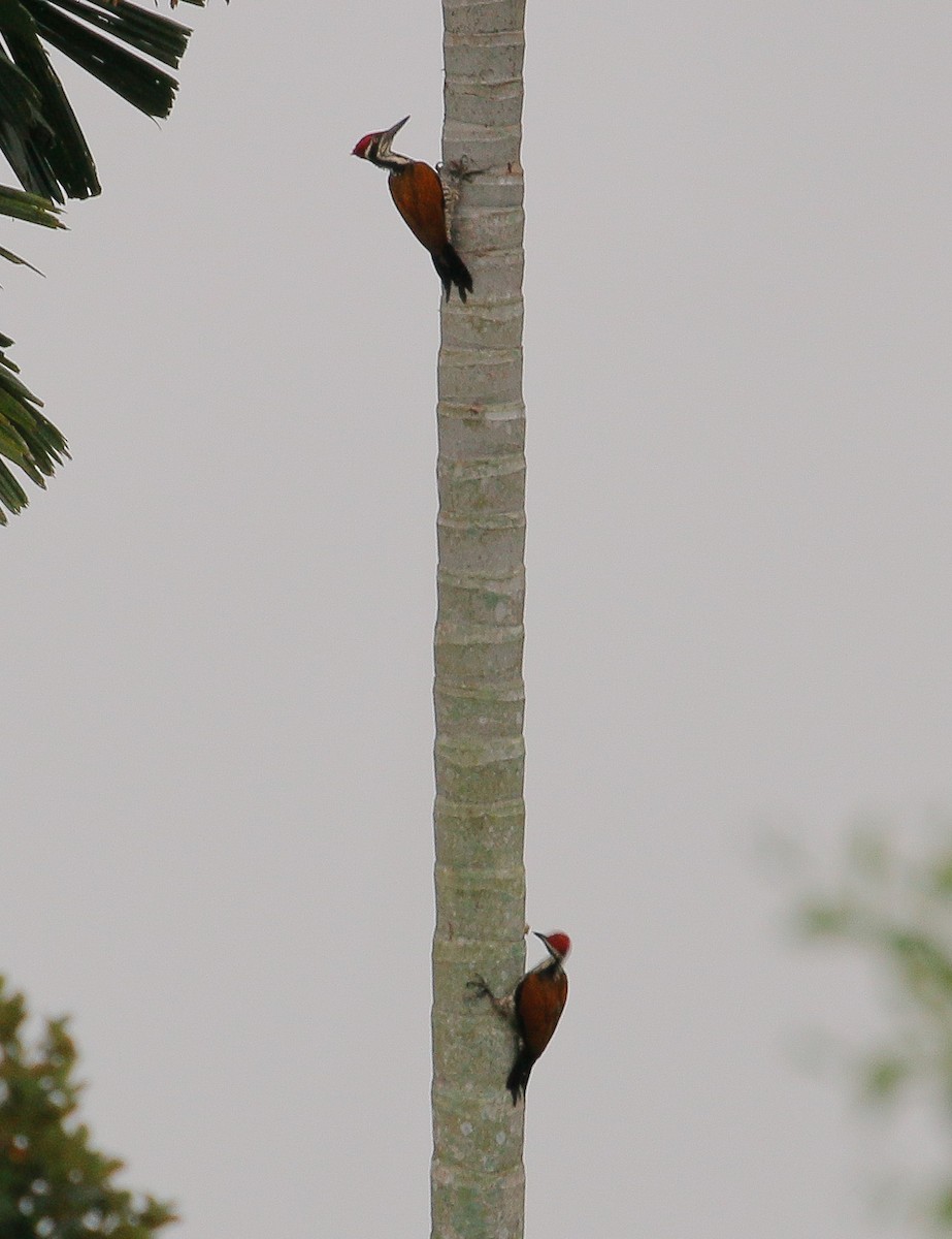 Greater Flameback - ML267729961