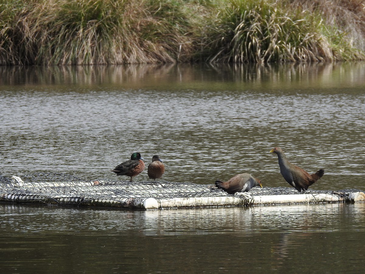 Chestnut Teal - ML267731411