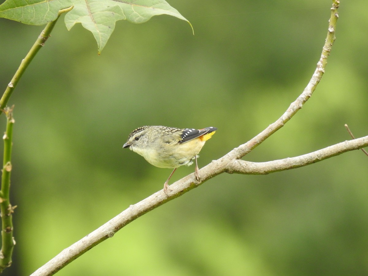 Pardalote pointillé - ML267731701