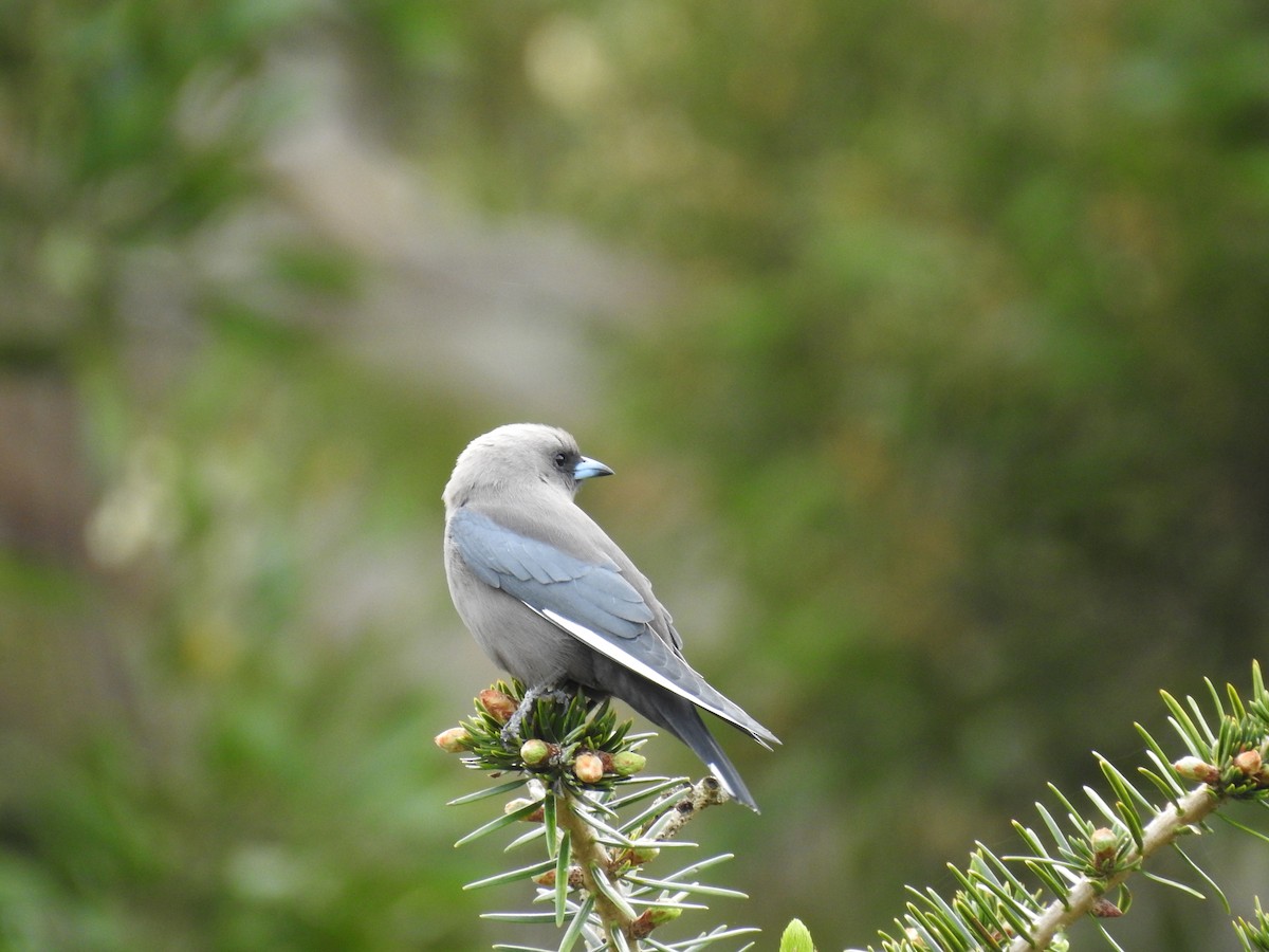 Dusky Woodswallow - Jason Bassett