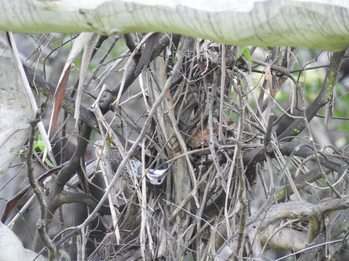 Yellow Wattlebird - ML267731981