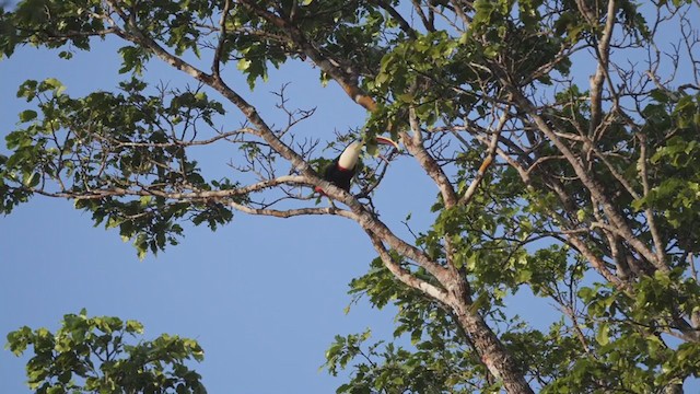 Toucan à bec rouge - ML267733761