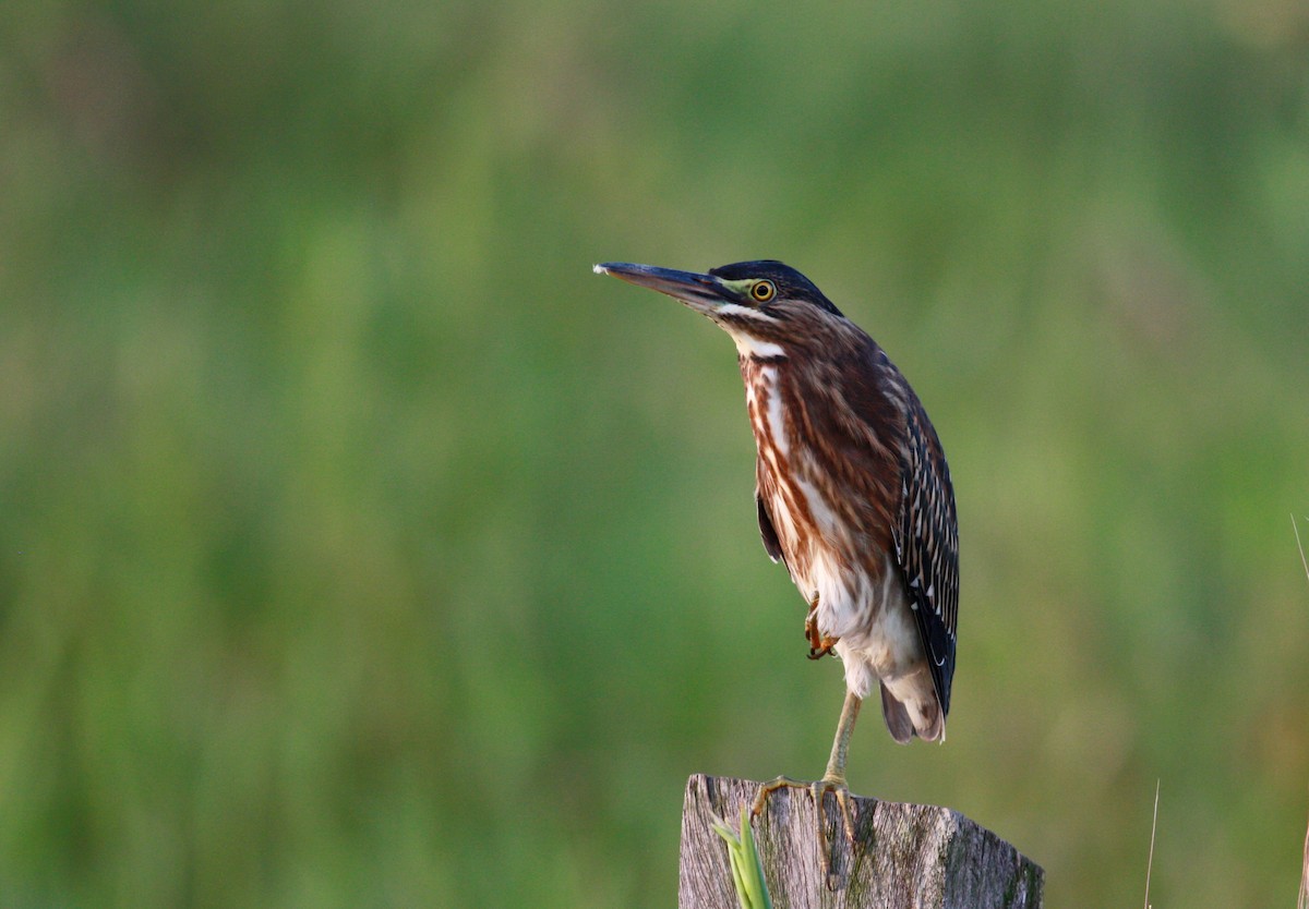 Striated Heron (South American) - ML26773401