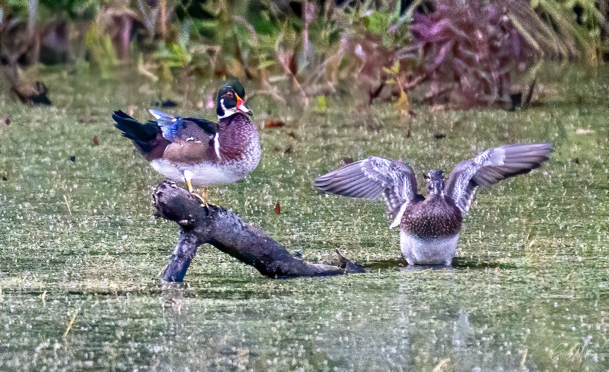 Wood Duck - ML267734111