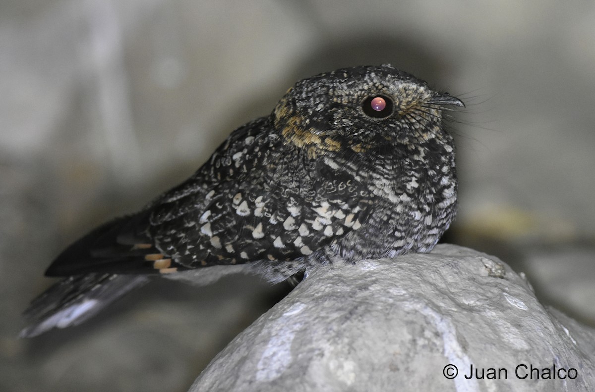 Band-winged Nightjar - ML267734141