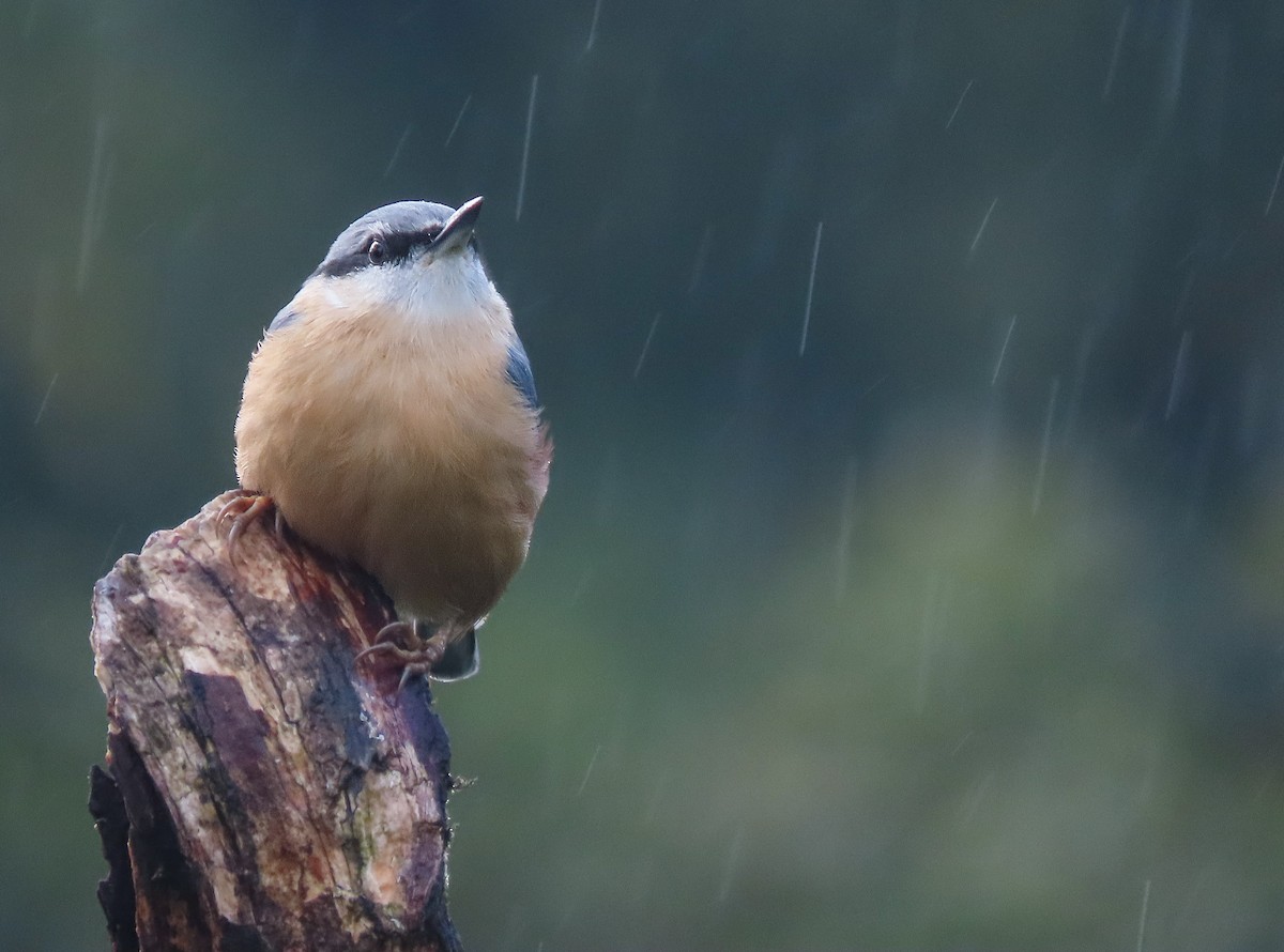 Eurasian Nuthatch - ML267734521