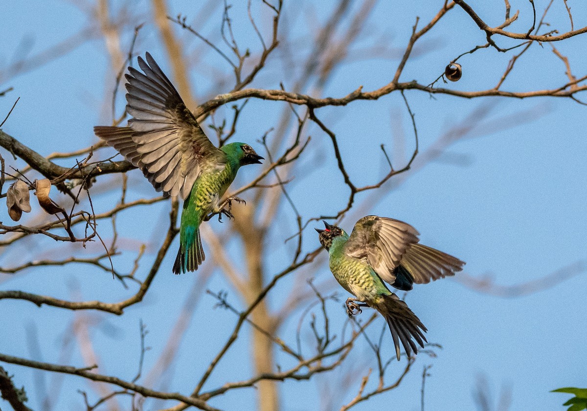 Swallow Tanager - ML267735961