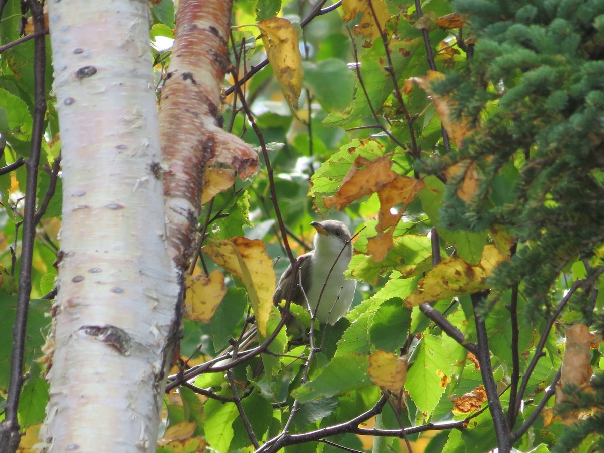 Yellow-billed Cuckoo - ML267736061