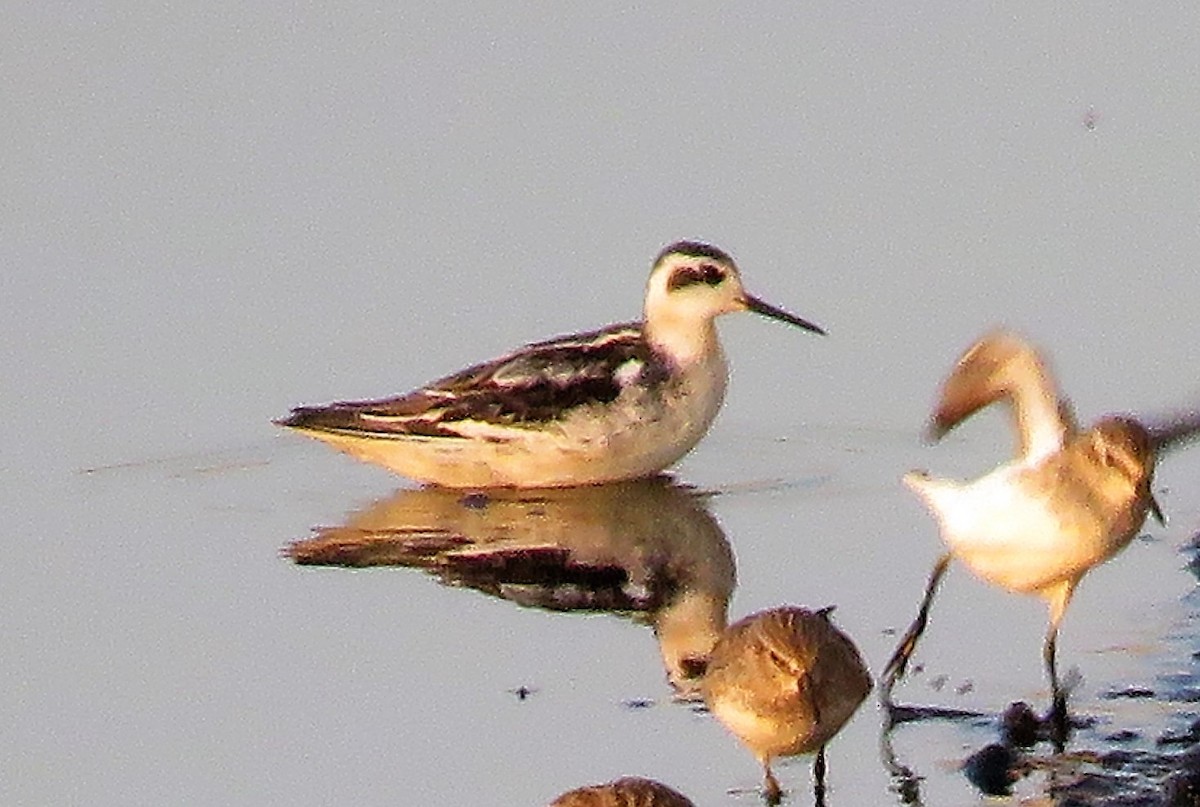 Red-necked Phalarope - ML267736401