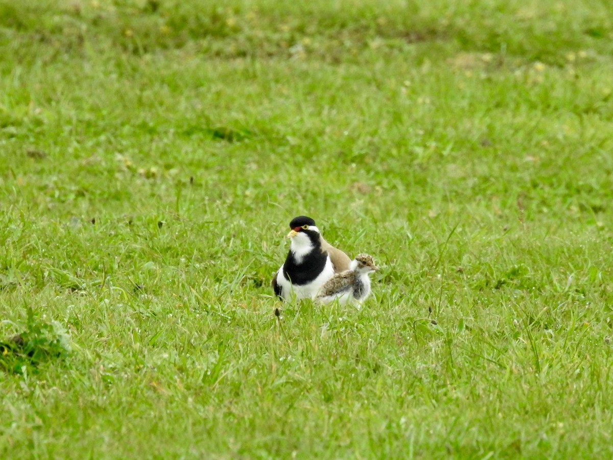 Banded Lapwing - Jason Bassett