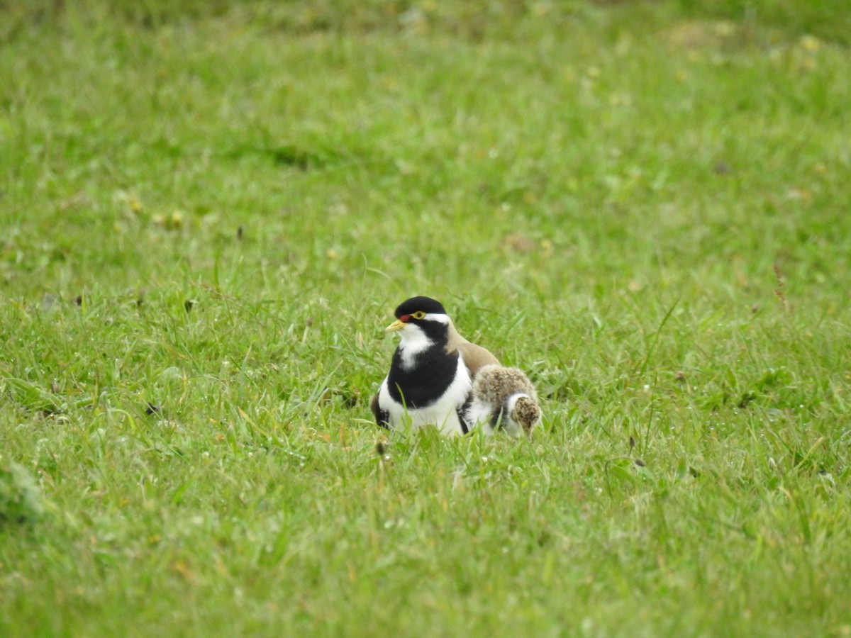 Banded Lapwing - Jason Bassett