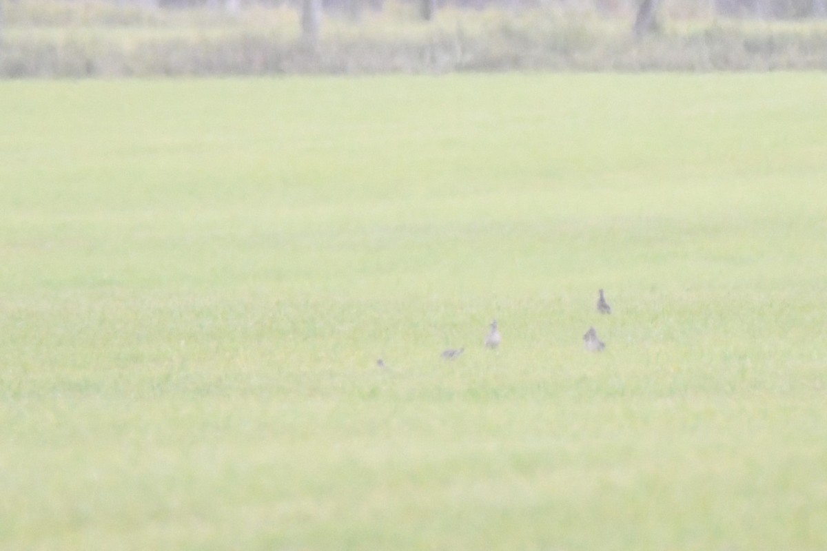 American Golden-Plover - ML267737951