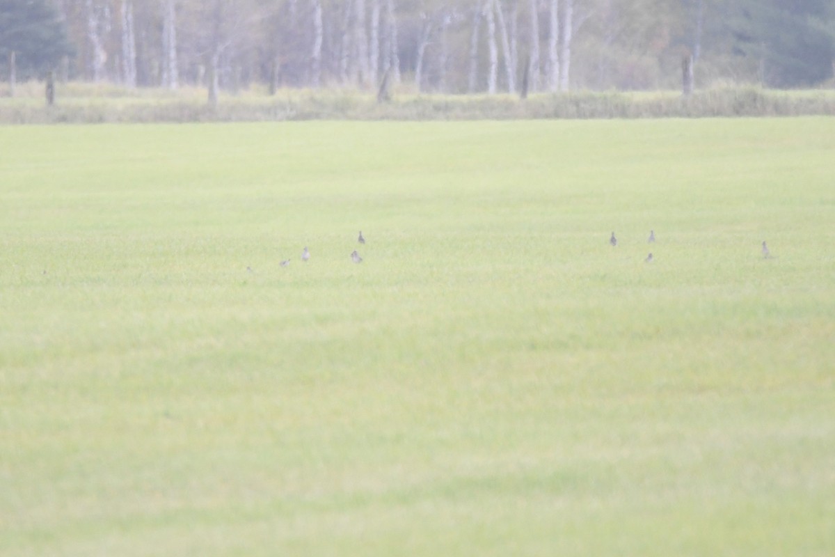 American Golden-Plover - ML267737971