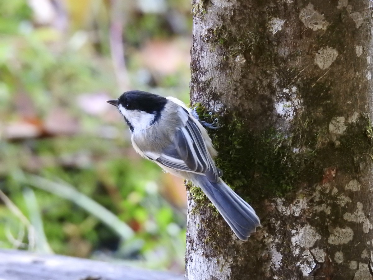 Mésange à tête noire - ML267738741