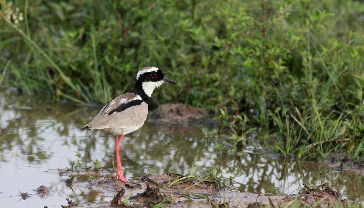 Pied Plover - Jay McGowan