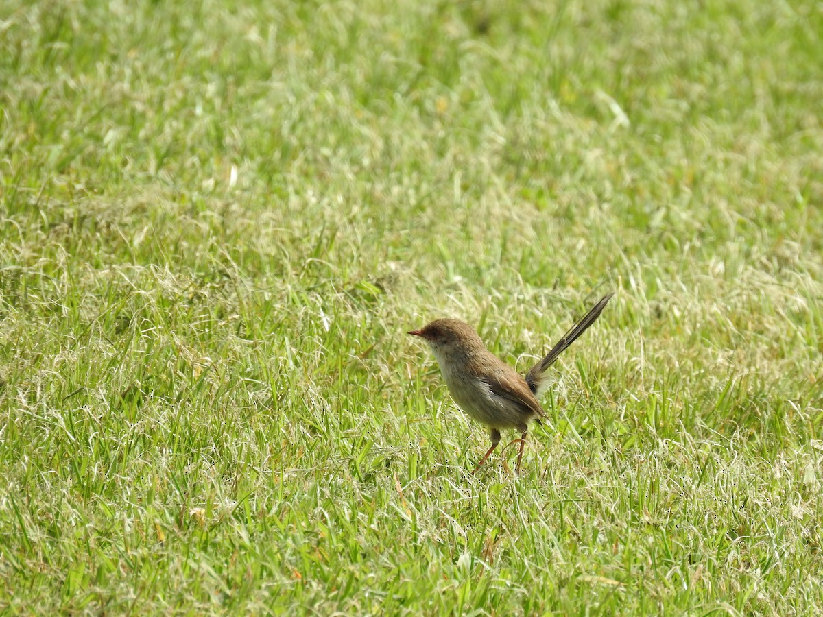 Superb Fairywren - ML267739451