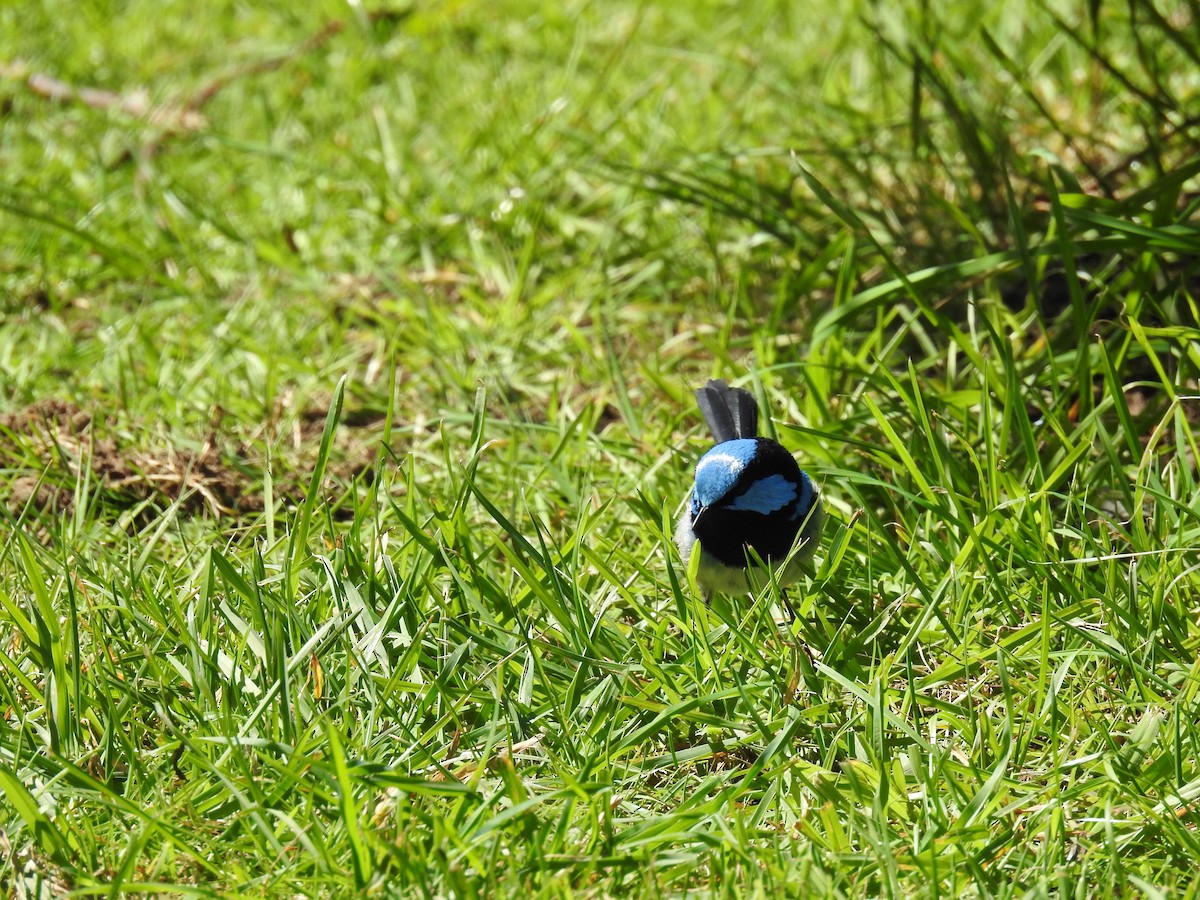 Superb Fairywren - ML267739471