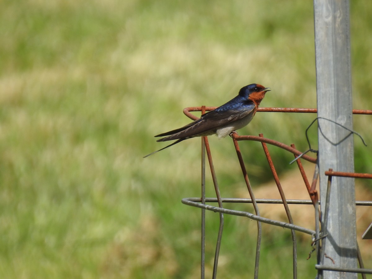 Golondrina Australiana - ML267739691