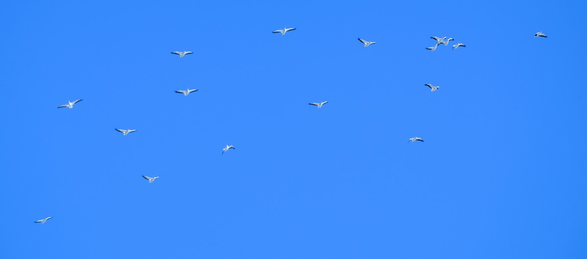 American White Pelican - ML267740171